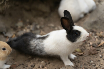 Black and white rabbit bend his back for exercise. 