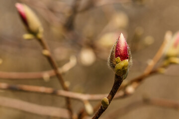 beautiful magnolia flowers with water droplets