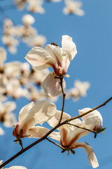 beautiful magnolia flowers with water droplets