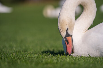 White swan on the green grass on the lawn on a sunny day