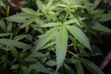 Close up of a marijuana leave.