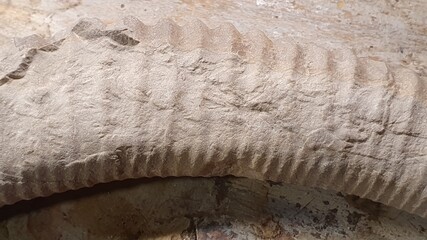 fossile