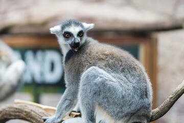 Obraz premium ワオキツネザル