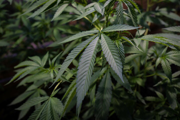 Close up of a marijuana leave.