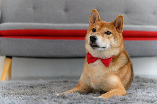 Shiba Inu Japanese dog with tie bowtie red on the carpet near sofa in living room. Pet Lover concept. animal portrait with copy space