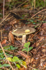Fungus of Xerocomus subtomentosus in Polish forest.