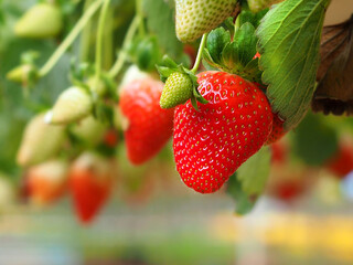 Israeli strawberry on a blurred background