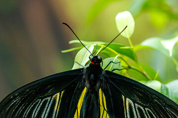 macro beautiful butterfly Troides radamanthus