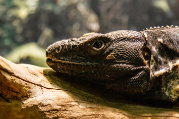 Beautiful Black Mexican dragon, iguana Wigmann, Stenosura pectinate sitting on a branch