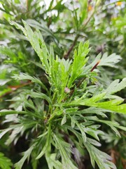 close up of marijuana plant