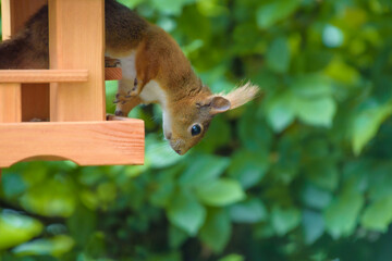 Eichhörnchen plündert das Vogelhaus / Squirrel plunders the bird house.