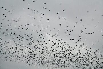 Lots of black ravens flying in the cloudy sky.