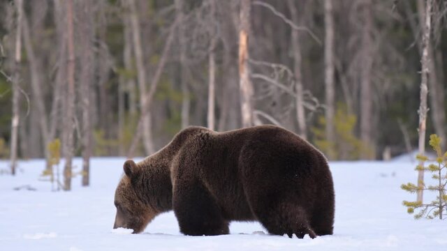 Nervous and careful big male brown bear walking walking in the thick snow in Finland
