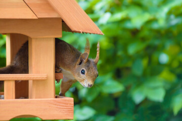 Eichhörnchen plündert das Vogelhaus / Squirrel plunders the bird house.