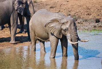 African elephants, Loxodonta, at a waterhole