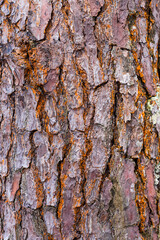 Vertical de la textura de una árbol de pino 