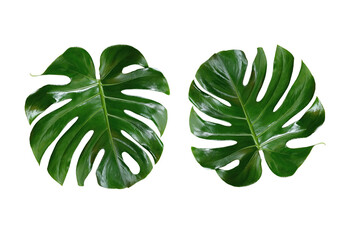 Top veiw, Bright fresh two monstera leaf isolated on white background for stock photo or...