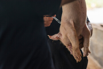 Dos personas irreconocibles vacunando un cerdo recién nacido  - obrazy, fototapety, plakaty