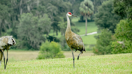 Stork in a field