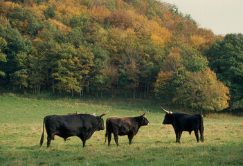 Taureau, Auroch, bos primigenius, Réserve Hans sur Lesse, Belgique