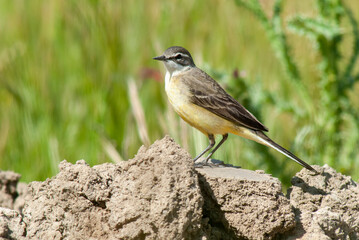 Bergeronnette printanière ibérique, Motacilla flava iberiae, Western Yellow Wagtail