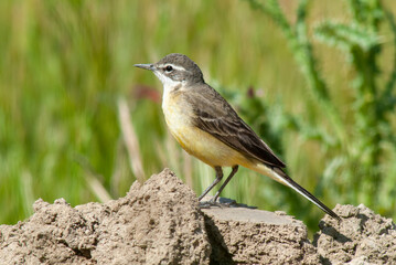 Bergeronnette printanière ibérique, Motacilla flava iberiae, Western Yellow Wagtail