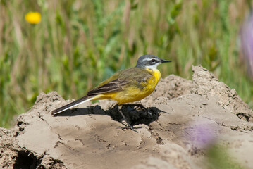 Bergeronnette printanière ibérique, Motacilla flava iberiae, Western Yellow Wagtail