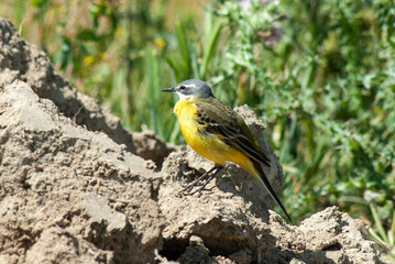 Bergeronnette printanière ibérique, Motacilla flava iberiae, Western Yellow Wagtail