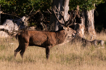 Cerf élaphe, biche, cerf, brame, cervus elaphus