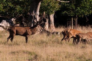 Cerf élaphe, biche, cerf, brame, cervus elaphus