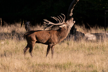 Cerf élaphe, biche, cerf, brame, cervus elaphus