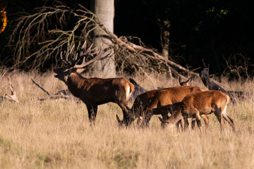 Cerf élaphe, biche, cerf, brame, cervus elaphus