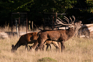 Cerf élaphe, biche, cerf, brame, cervus elaphus