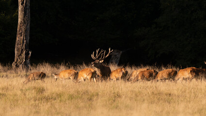 Cerf élaphe, biche, cerf, brame, cervus elaphus