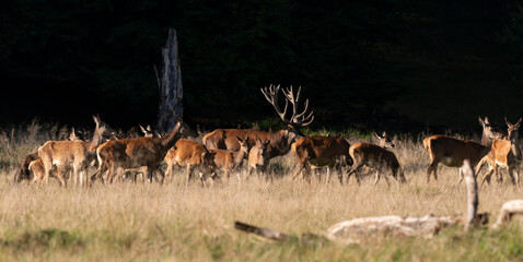 Cerf élaphe, biche, cerf, brame, cervus elaphus