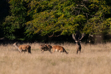 Cerf élaphe, biche, cerf, brame, cervus elaphus