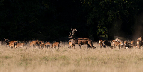 Naklejka premium Cerf élaphe, biche, cerf, brame, cervus elaphus