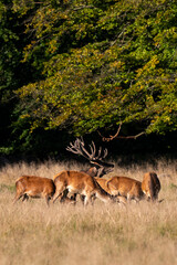 Cerf élaphe, biche, cerf, brame, cervus elaphus