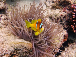 Fototapeta na wymiar red sea clown fish anemone