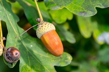 Closeup on brown acorns fruit in the oak nut tree.