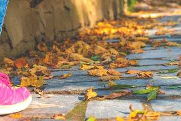 Fototapeta na wymiar Fall leaves,sneakers. Feet shoes walking in autumn.