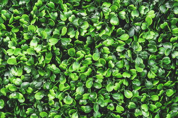 Green plants background. Plant petals texture.