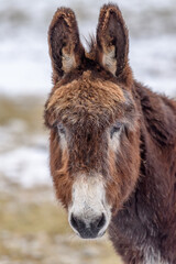 Donkey, portrait in winter, in an enclosure.