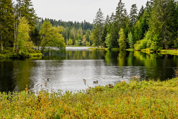 étang de la gruère, la gruère, See, Moorsee, Moor, Weiher, Hochmoor, Wanderweg, Spazierweg, Wald, Waldweg, Wasserpflanzen, Torfmoos, Jura, Naturschutz, Sommer, Herbst, Herbstfarben, Schweiz