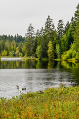 étang de la gruère, la gruère, See, Moorsee, Moor, Weiher, Hochmoor, Wanderweg, Spazierweg, Wald, Waldweg, Wasserpflanzen, Torfmoos, Jura, Naturschutz, Sommer, Herbst, Herbstfarben, Schweiz