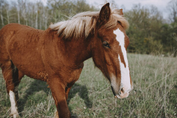 Obraz na płótnie Canvas nature mammal horse in the field landscape countryside