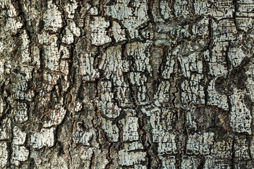The brown tree skin texture