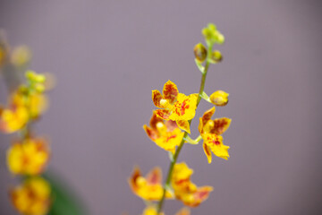 Orchideen, Bl&uuml;ten