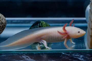Axolotl is Mexican underwater walking fish. Salamander in aquarium