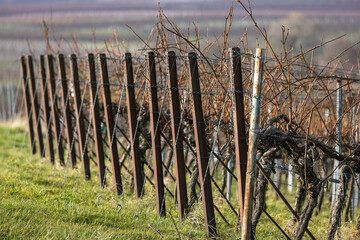 Eisenpfähle mit Drahtberspannung von Weinreben